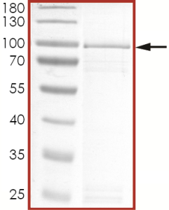 EGFR (d746-750 C797S), Active